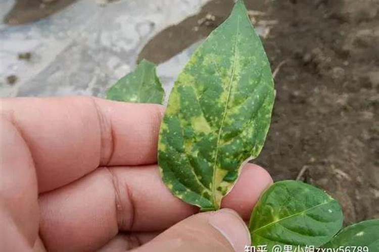 春莴笋地膜覆盖的栽培要点 莴笋怎么田间管理