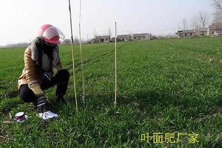 怎么对小麦施钙肥？