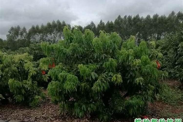 荔枝专用叶面肥什么好？