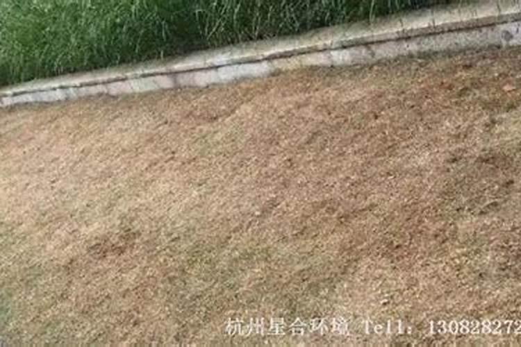 冷季型草坪如何施肥,冷季型草坪施肥技术要点