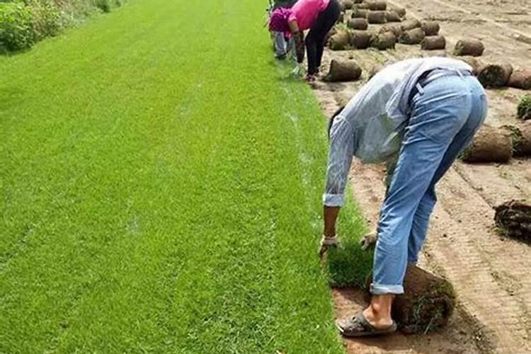 草坪施什么肥好