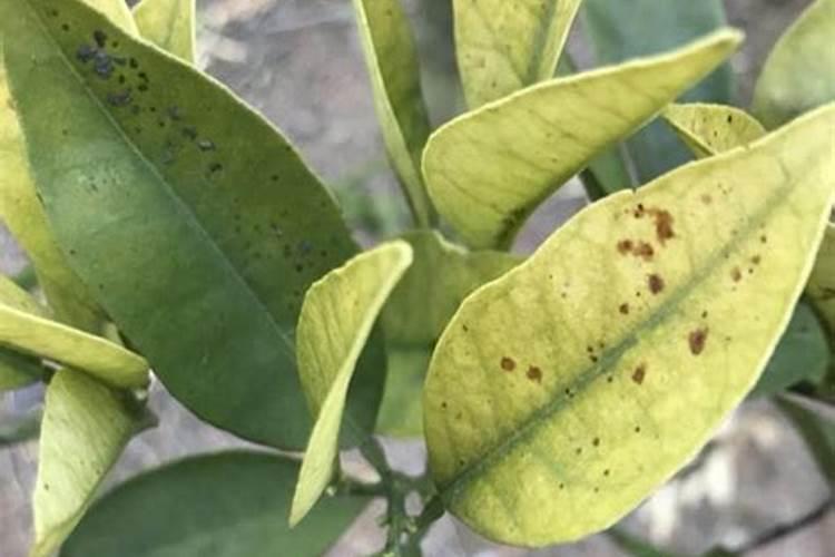 柑橘除草剂中毒叶子表现