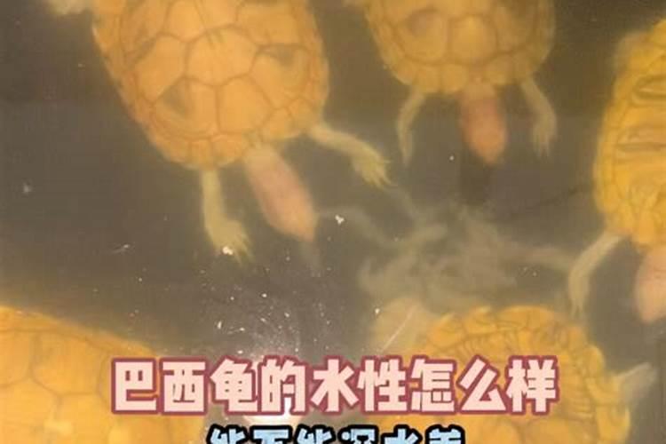 怎么把乌龟养成绿毛龟