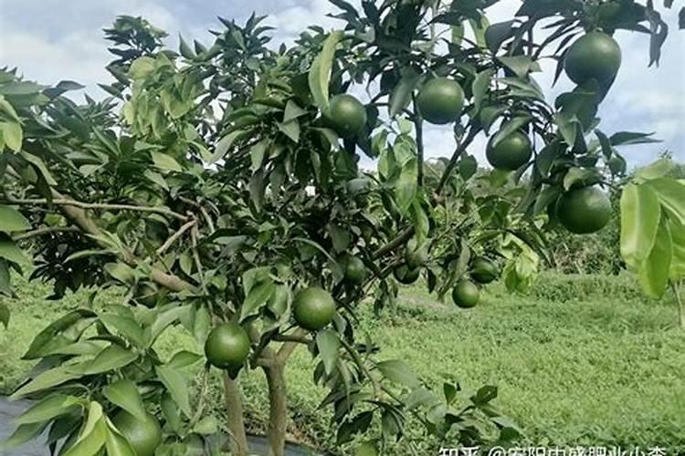 水产养殖中,大家都知道的乳酸菌、丁酸梭菌有哪些优势和区别？