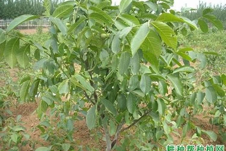 桃树用什么肥料最好