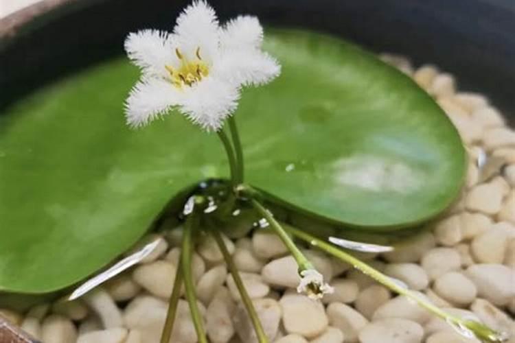 鱼缸里养一叶莲注意什么