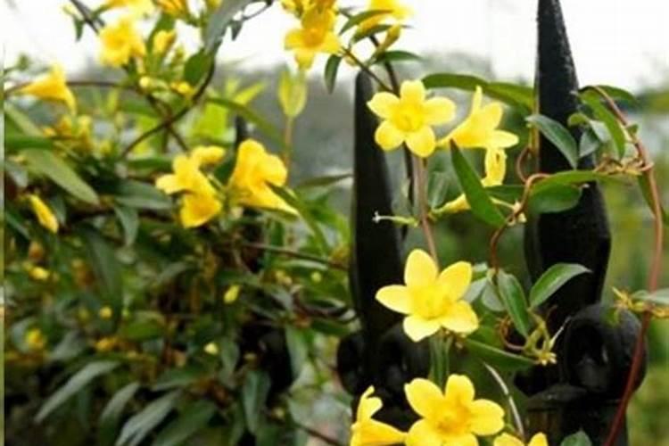 法国香水藤茉莉一年开几次花 法国香水藤茉莉一年可以开多少次花百度知...