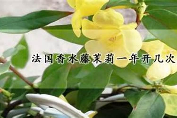 法国香水藤花怎么养