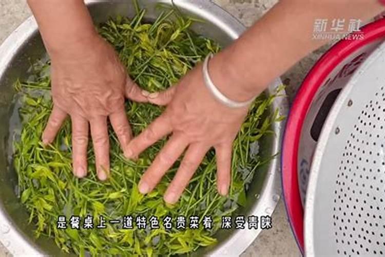 甜菜如何科学施肥