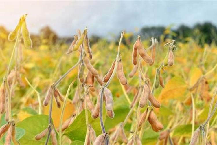 大豆重茬用什么肥