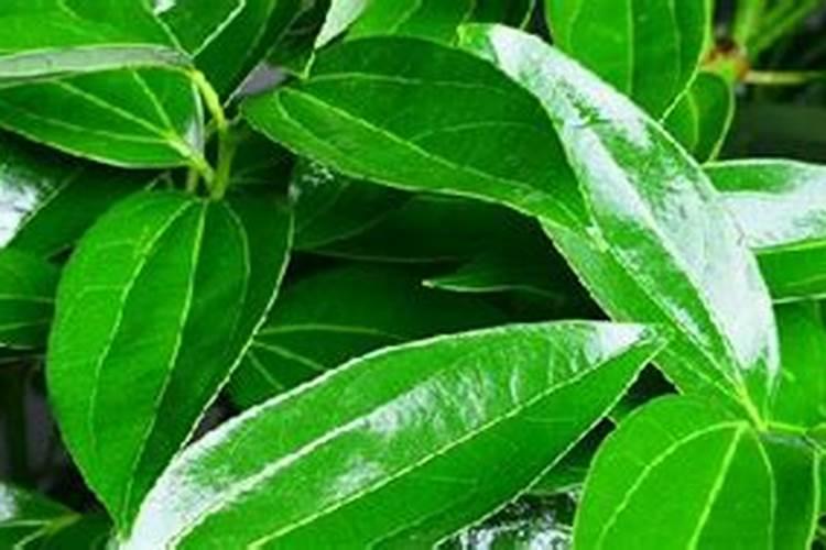 平安树怎样施肥