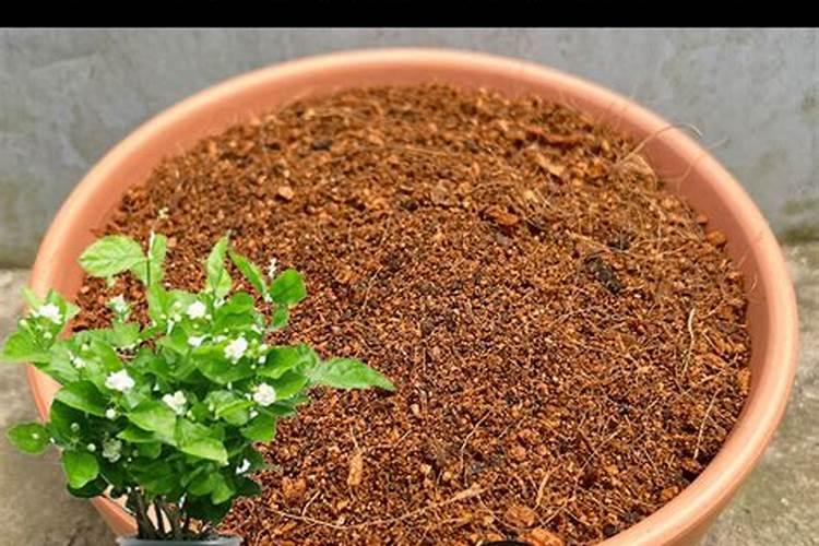 适合茉莉的花肥有哪些(简述茉莉花使用的肥料)