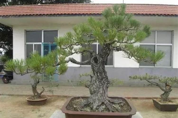 种植松树该施什么肥料？