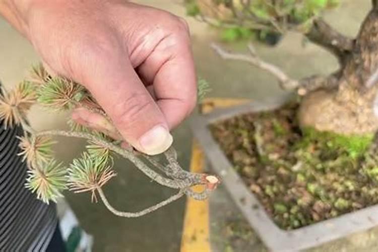 松树盆景怎么养护方法