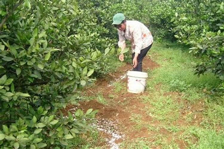 果树能用尿素施肥吗