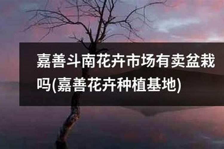 观叶植物专用肥料是什么