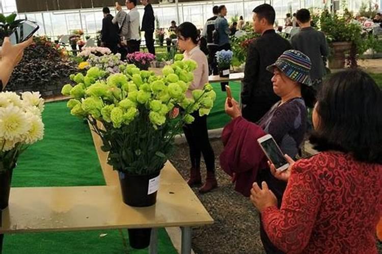 观叶植物专用肥料是什么