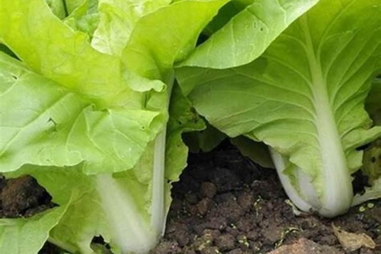种植小白菜追肥的时候,用哪种肥料最好？