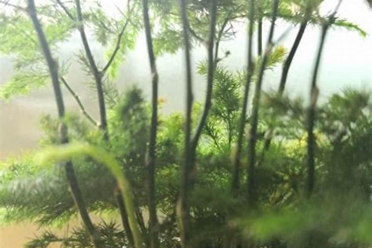 文竹浇什么肥料合适