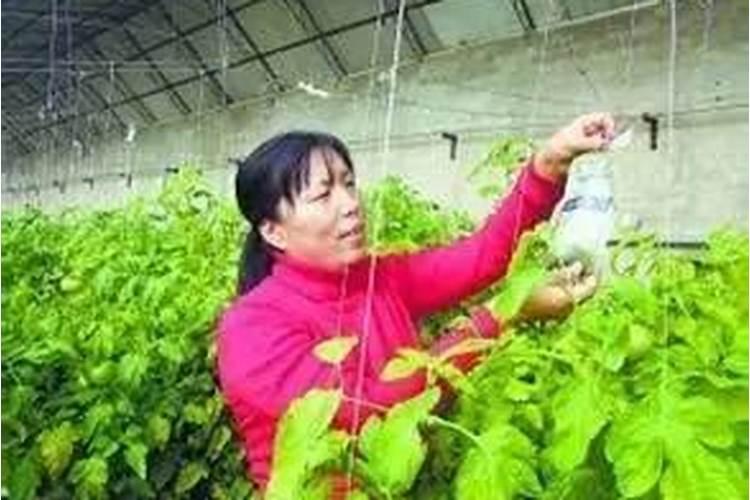 农民种红薯什么时候需要施肥