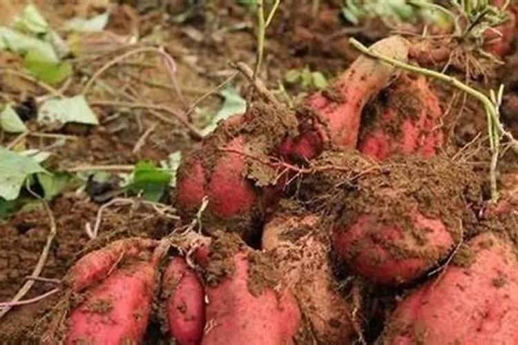 空心菜多久施一次肥