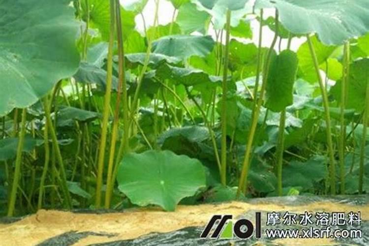 莲藕施肥注意哪些事项