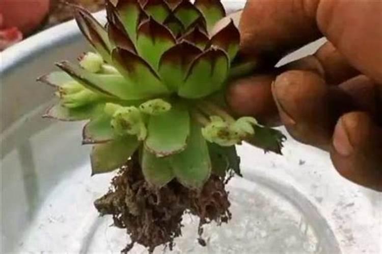 鸡粪烧苗导致莴笋不扎根怎么办