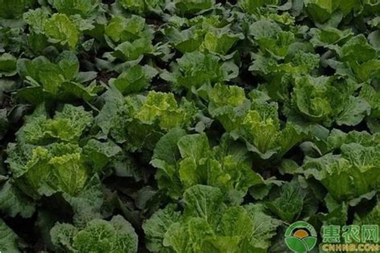 道葡萄采收后什么时候下肥？秋肥施什么肥料好？