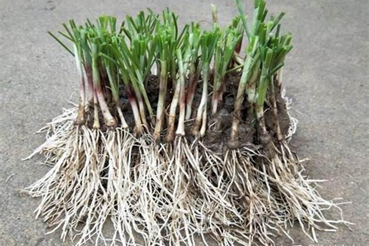 番茄怎么样喷施叶面肥？