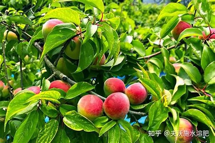 草莓什么时候打叶面肥？草莓膨大的好方法有什么？草莓膨果增产用金泰靓...