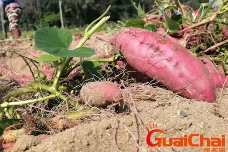玉兰属于什么植物