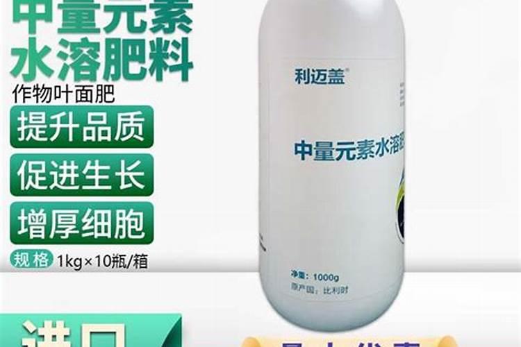 月季老桩怎么养