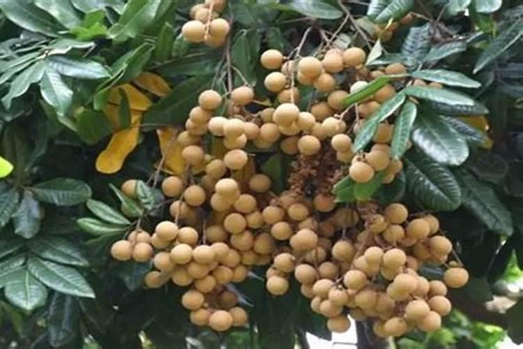 龙眼树种植技术和施肥方法