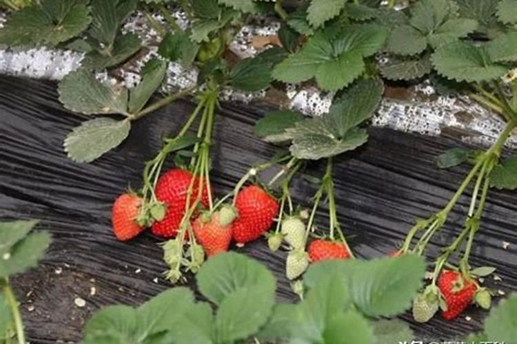 草莓施肥的方法