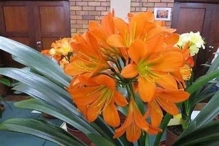 求室内君子种植方法及冬天种植注意事项