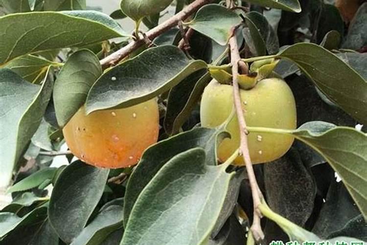 柿子树施什么肥最好