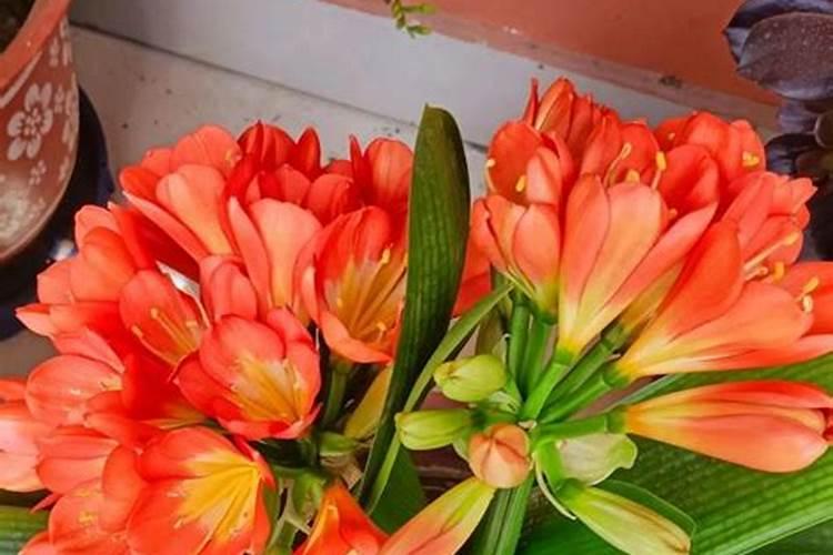 复合肥可以浇君子兰吗