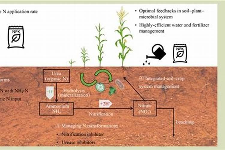 黄瓜结果后多少天成熟