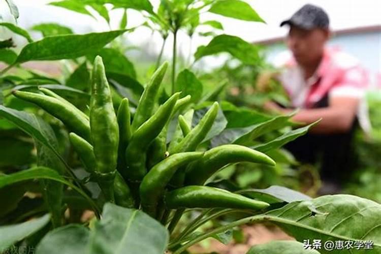 小葱用什么肥料长得快(种小葱需要喷施什么叶面肥)