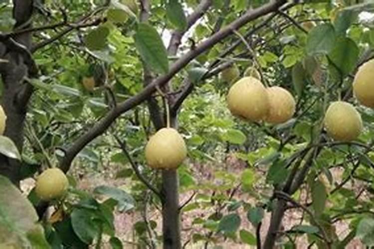 泥蒿保存方法和步骤