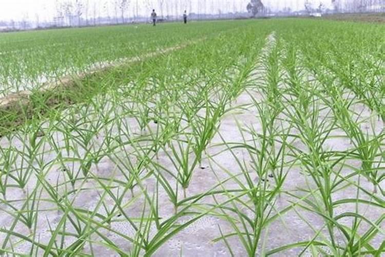 大蒜返青上什么肥料好