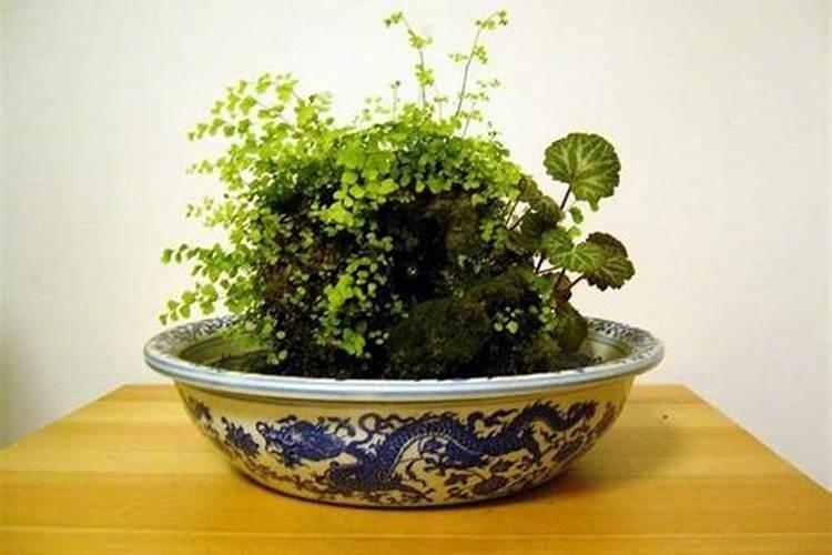 上水石怎么养 上水石如何养