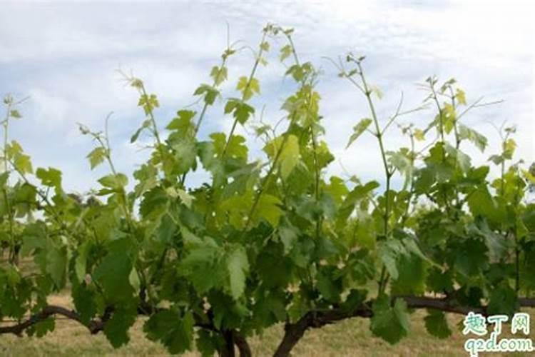 荧光贴纸对身体有害吗 荧光贴纸是否有毒