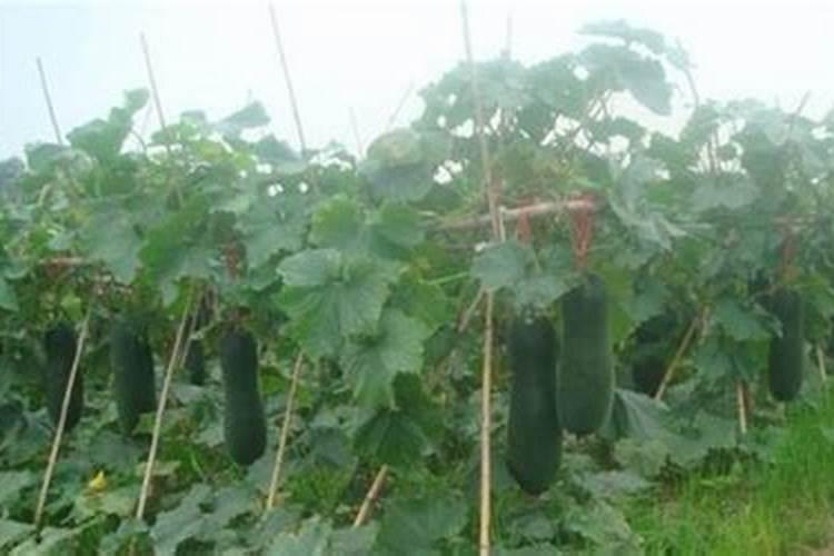 种油菜怎样施底肥