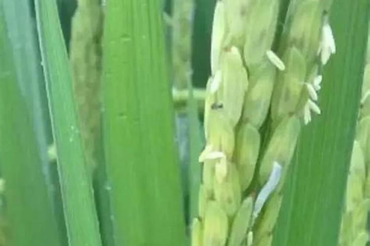 雷竹如何种植能高产
