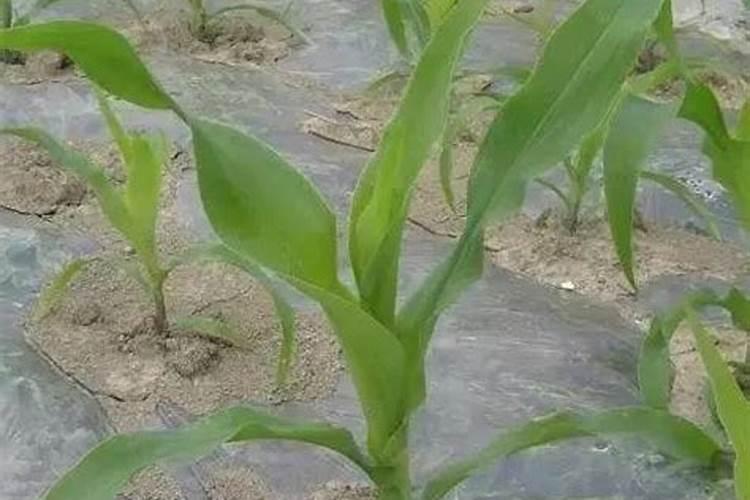 玉米大喇叭口期可以打芸苔素内酯吗