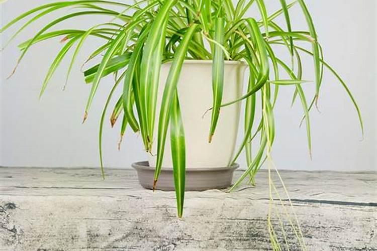 西洋菜种植注意事项 西洋菜应该怎么养殖