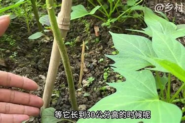 秋葵是什么？