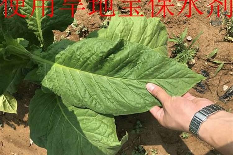 烟草用硝酸钾正确用法