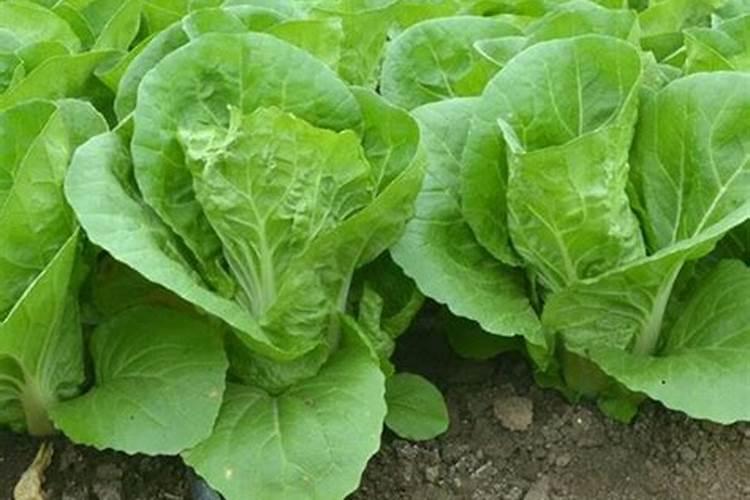 小白菜追肥用什么肥料好(种植小白菜施什么肥料尿素)